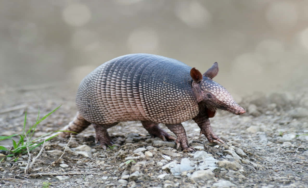 armadillo, segmented shell, gravelly terrain, HD Desktop Wallpaper