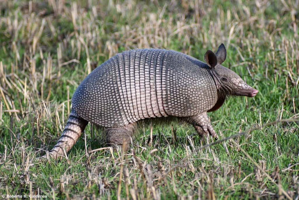 Armadillo, segmented gray shell, green and dry grass, SD Desktop Wallpaper