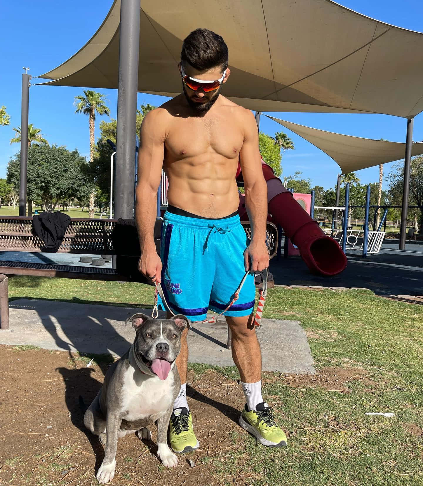 Arman Tsarukyan, pit bull, sunny park, HD Phone Wallpaper