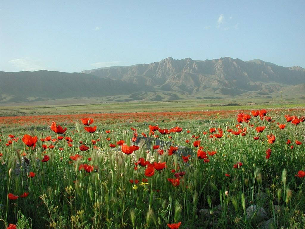 Armenia, poppy, mountains, SD Desktop Wallpaper