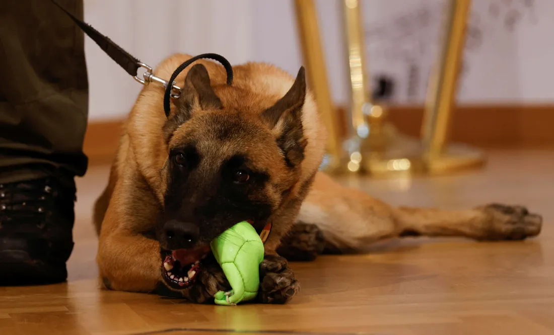 Army Dog