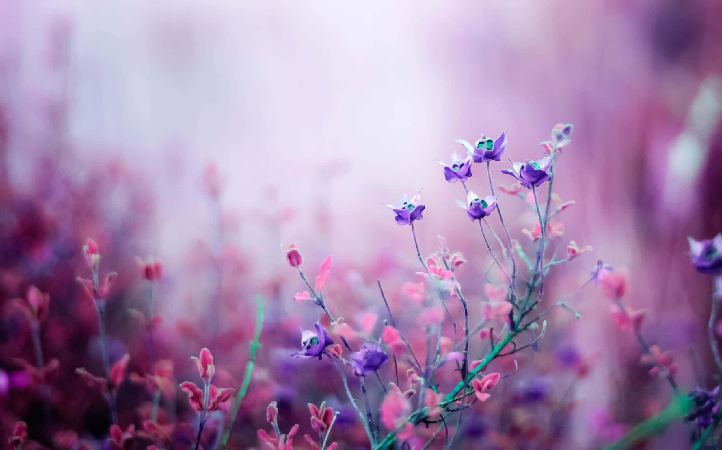 Aromatherapy, purple, pink, Full HD Desktop Wallpaper