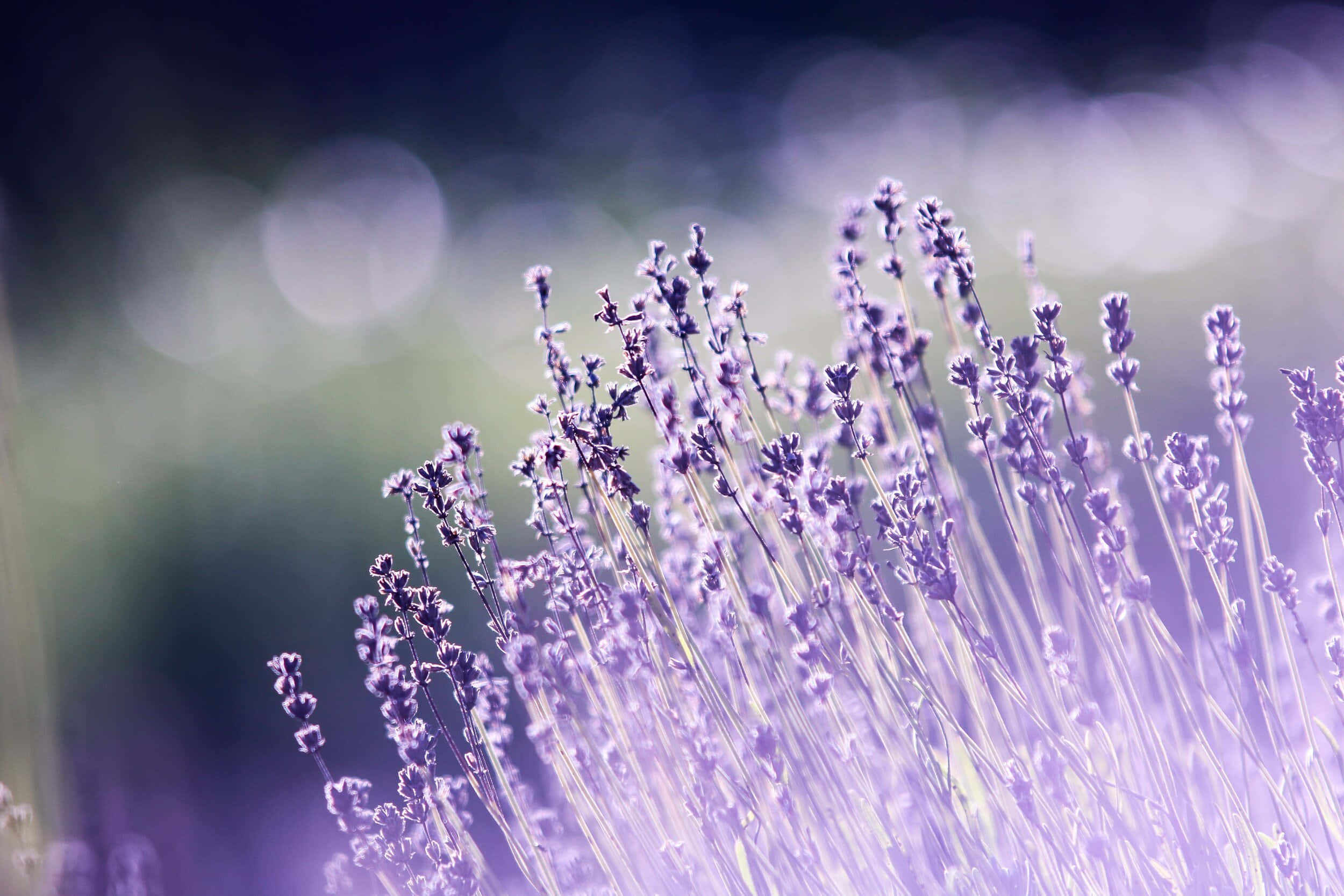 Aromatherapy, soft purple lavender spikes, dreamy blurred background, Full HD Desktop Wallpaper
