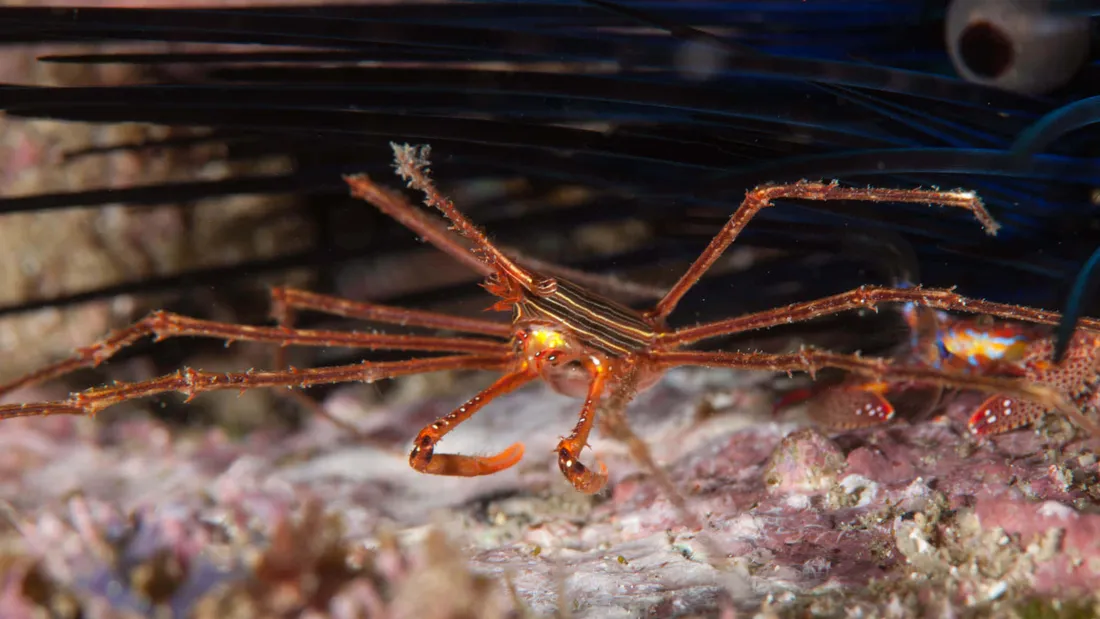 Arrow Crab