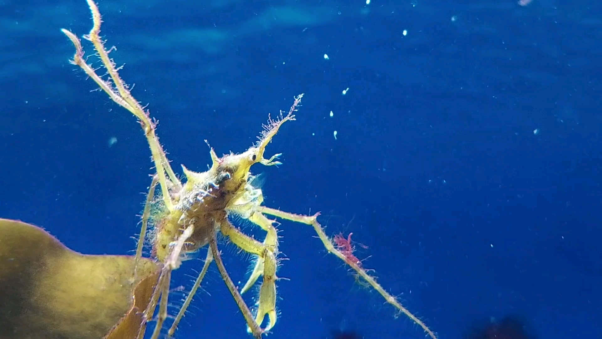 Arrow Crab, spiny yellow crab, kelp, Full HD Desktop Wallpaper