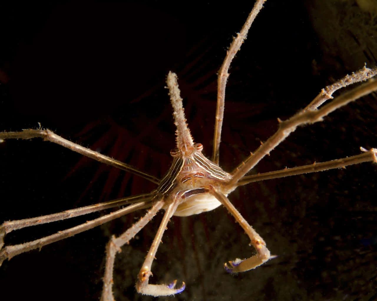 Arrow Crab, spindly, translucent spider crab, HD Desktop Wallpaper