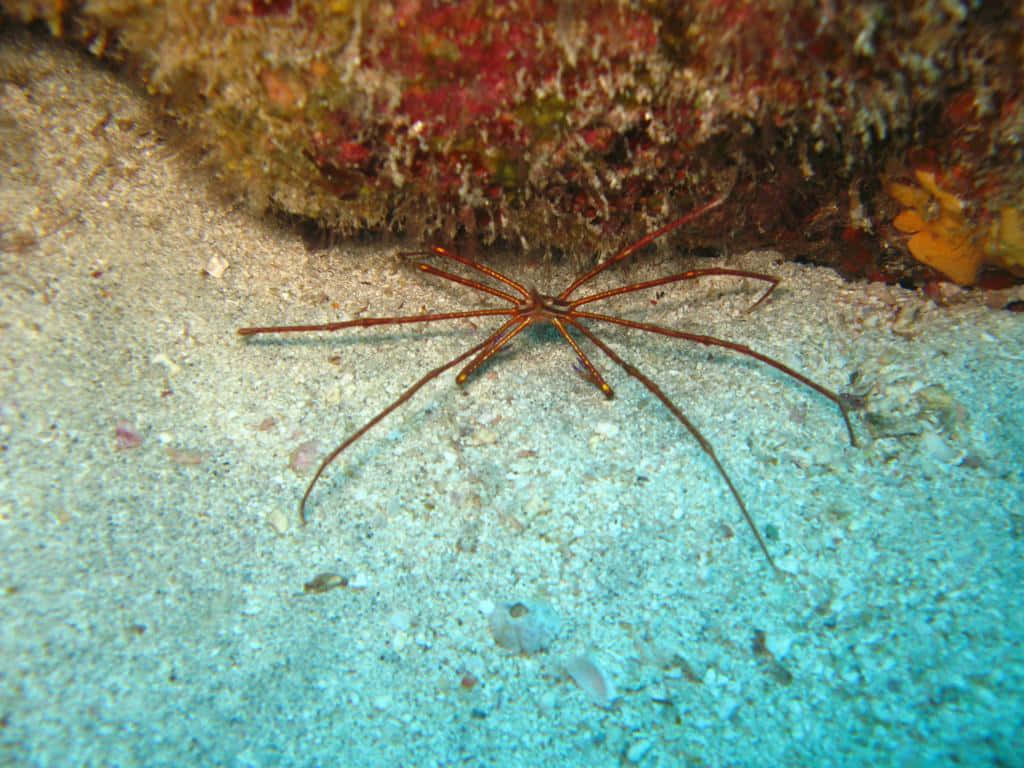Arrow Crab, seabed, red brittle star, SD Desktop Wallpaper