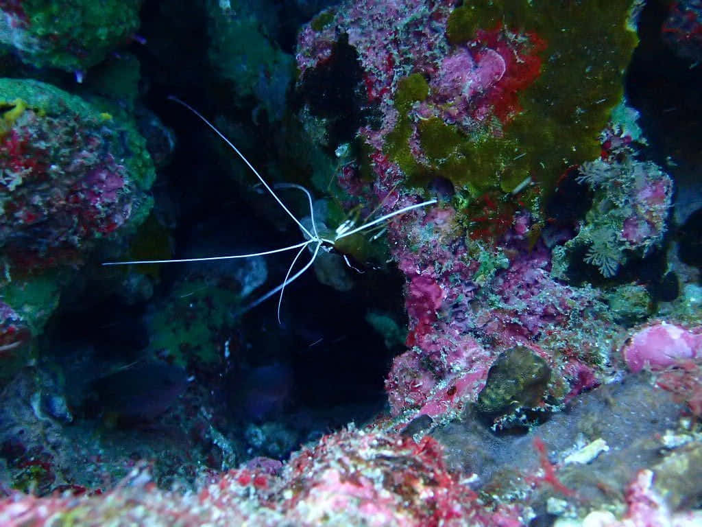 Arrow Crab, translucent shrimp, long white antennae, SD Desktop Wallpaper