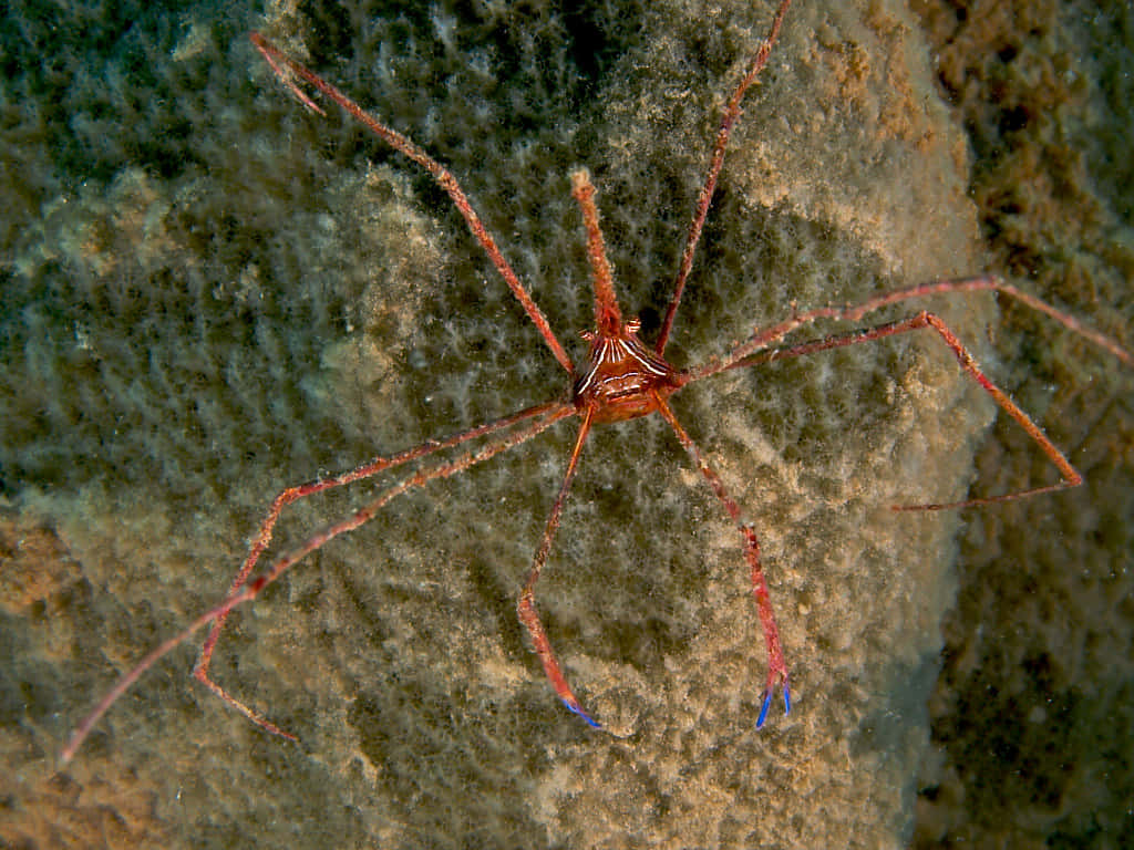 Arrow Crab, coral reef, vibrant red, SD Desktop Wallpaper
