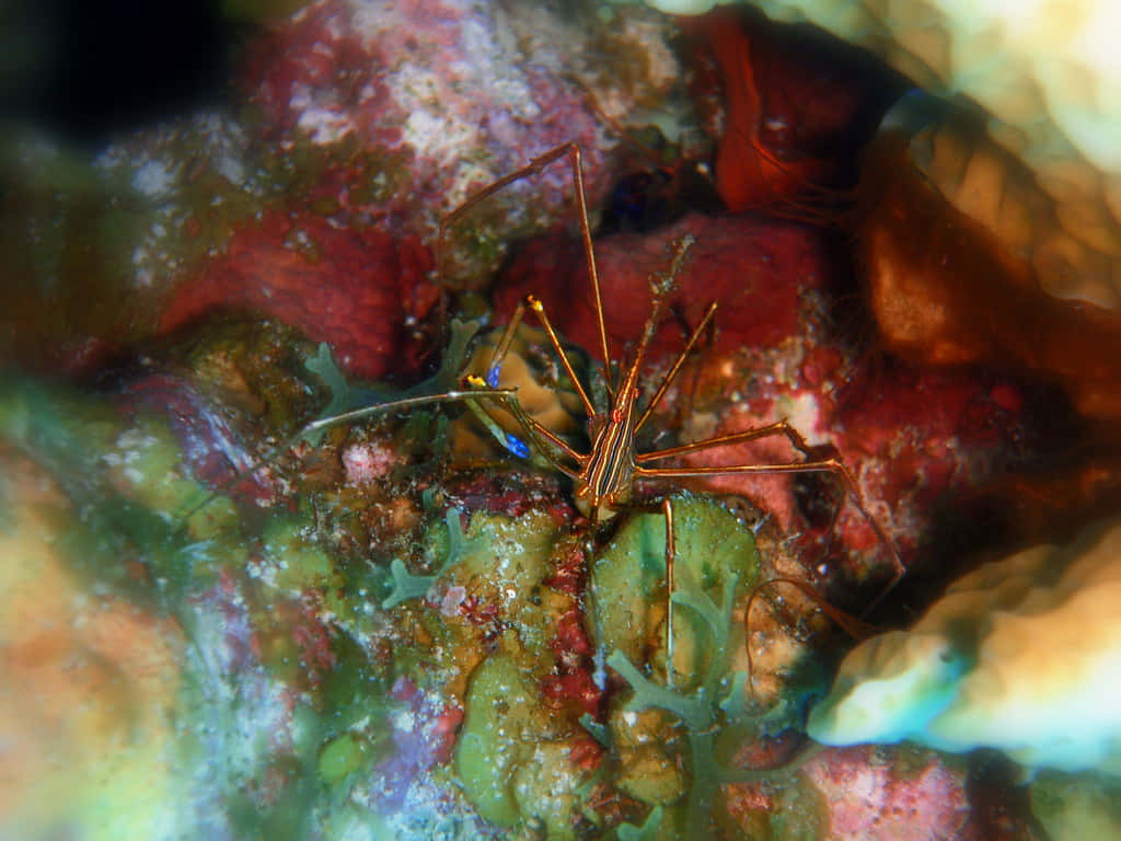 Arrow Crab, coral, algae, SD Desktop Wallpaper
