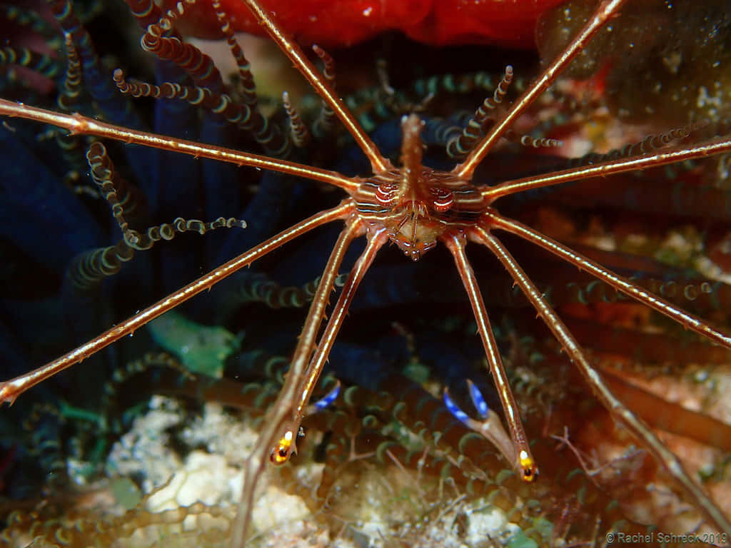 Arrow Crab, vibrant orange, long spindly legs, SD Desktop Wallpaper