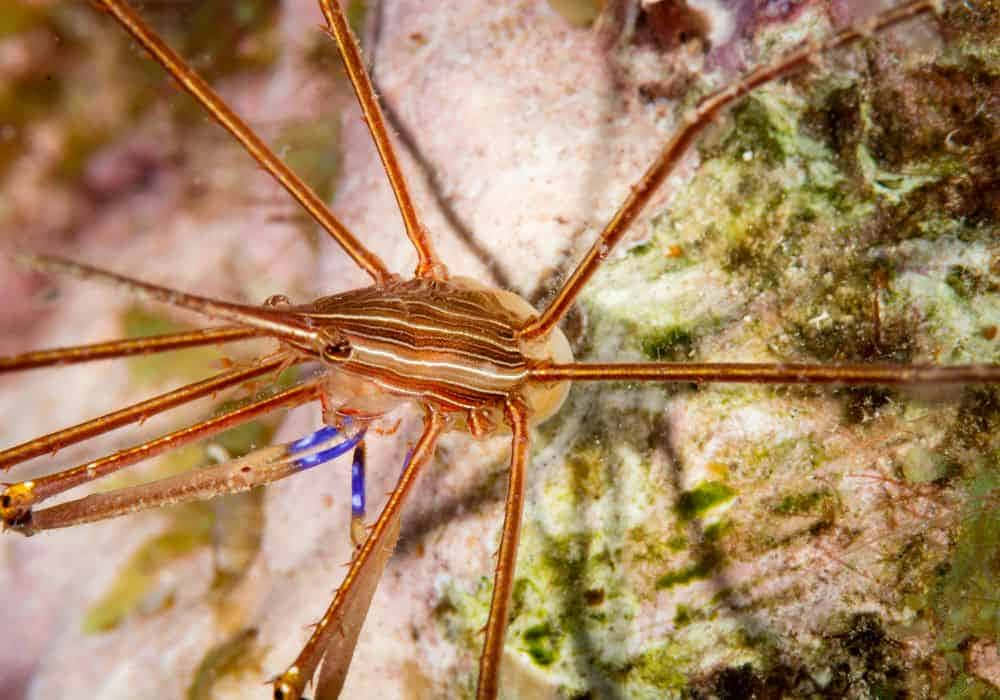 Arrow Crab, coral reef, slender orange sea spider, SD Desktop Wallpaper