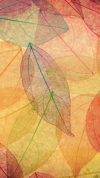 transparent leaves, autumn hues, vein patterns, SD Phone Wallpaper