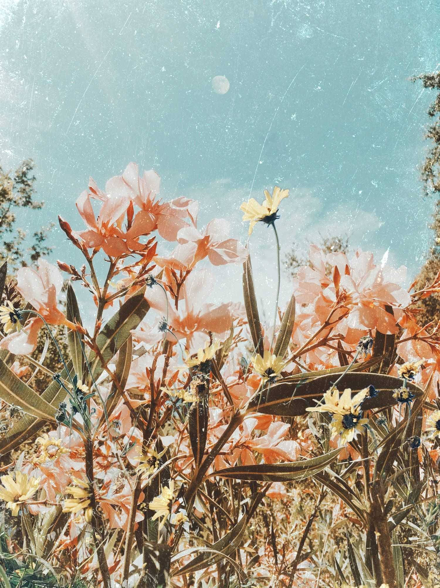vintage iPad, pink flowers, blue sky, Full HD Phone Wallpaper
