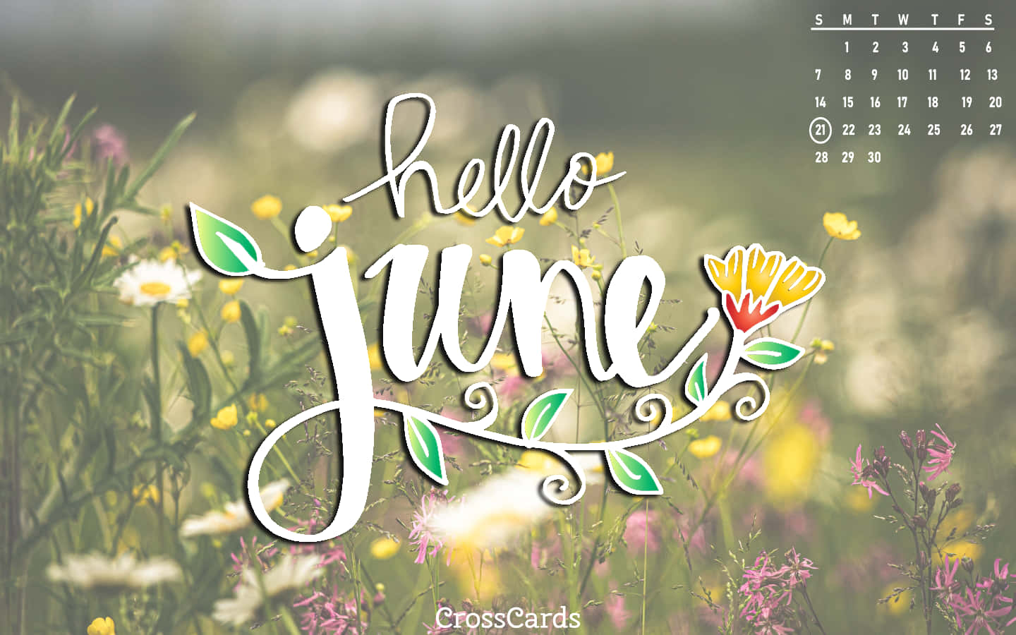 hello june, sunlit meadow, wildflowers, HD Desktop Wallpaper
