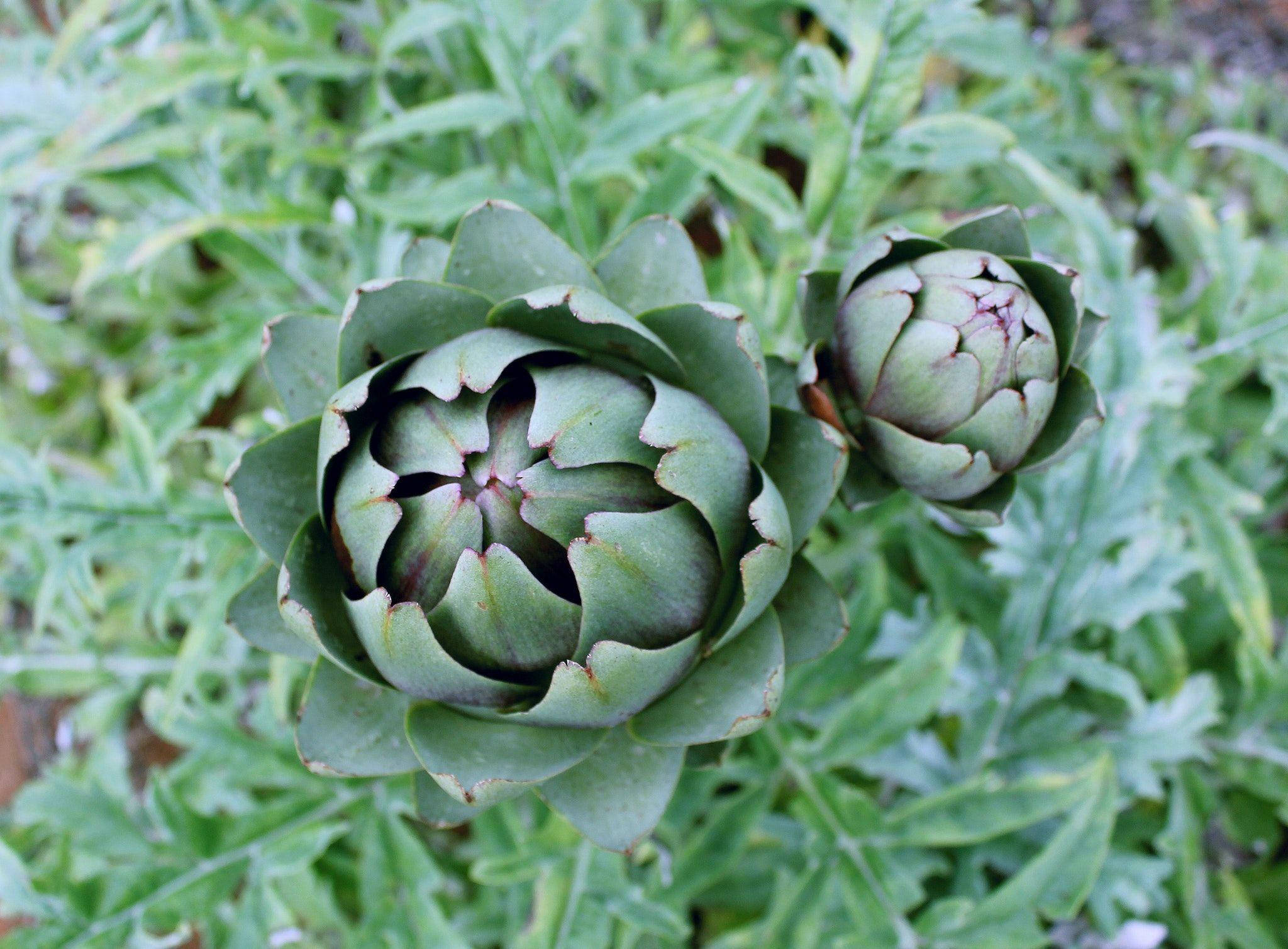 artichoke, lush green leaves, natural lighting, Full HD Desktop Wallpaper