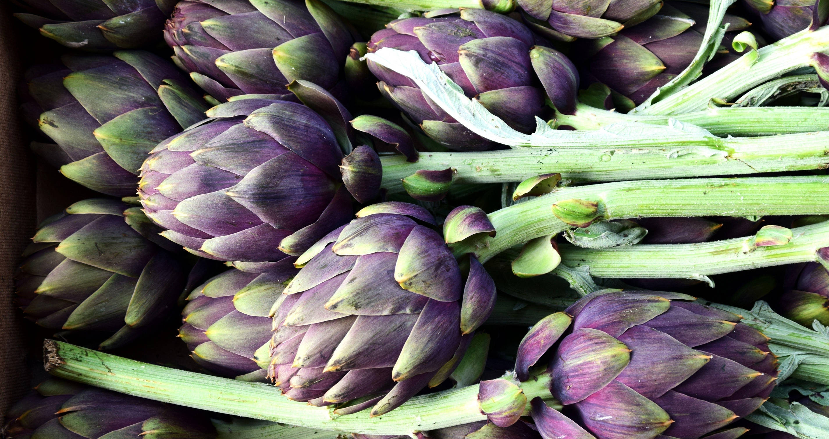 violet artichoke, purple artichokes, green stems, 2K Desktop Wallpaper