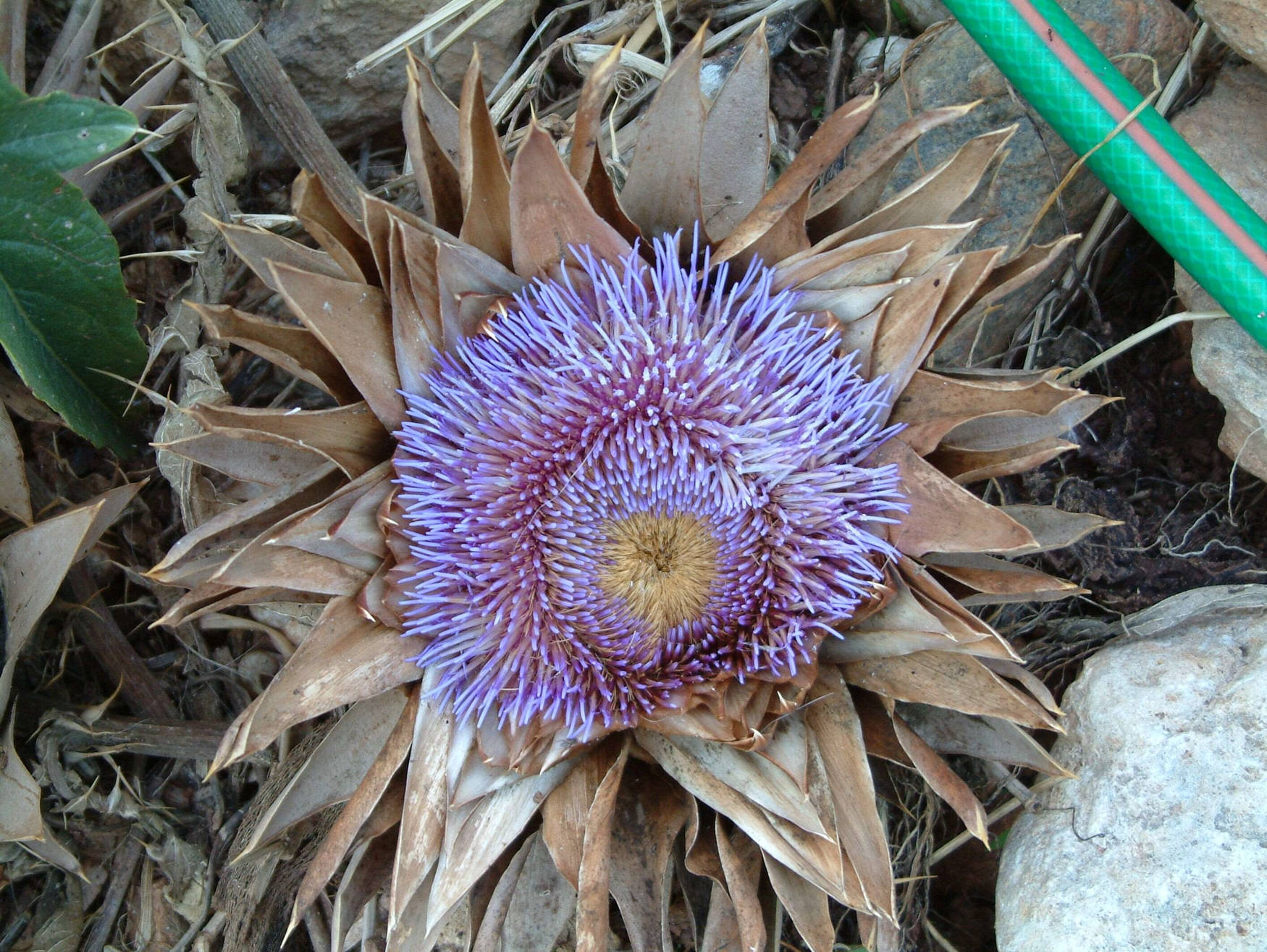 violet artichoke flower, dried planted violet artichoke flower, vibrant purple, HD Desktop Wallpaper
