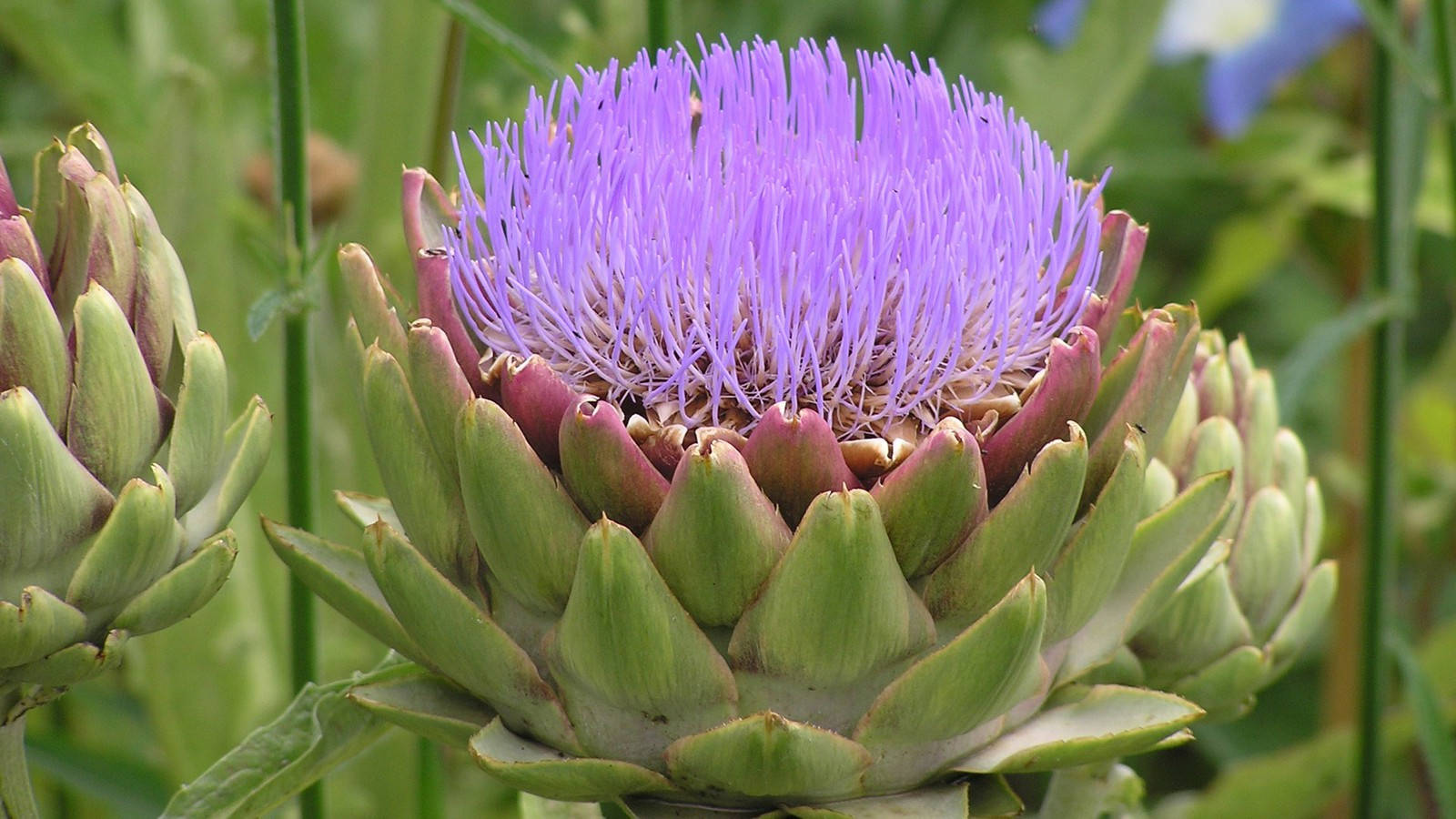 purple artichoke flower, spiky petals, green leaves, HD Desktop Wallpaper