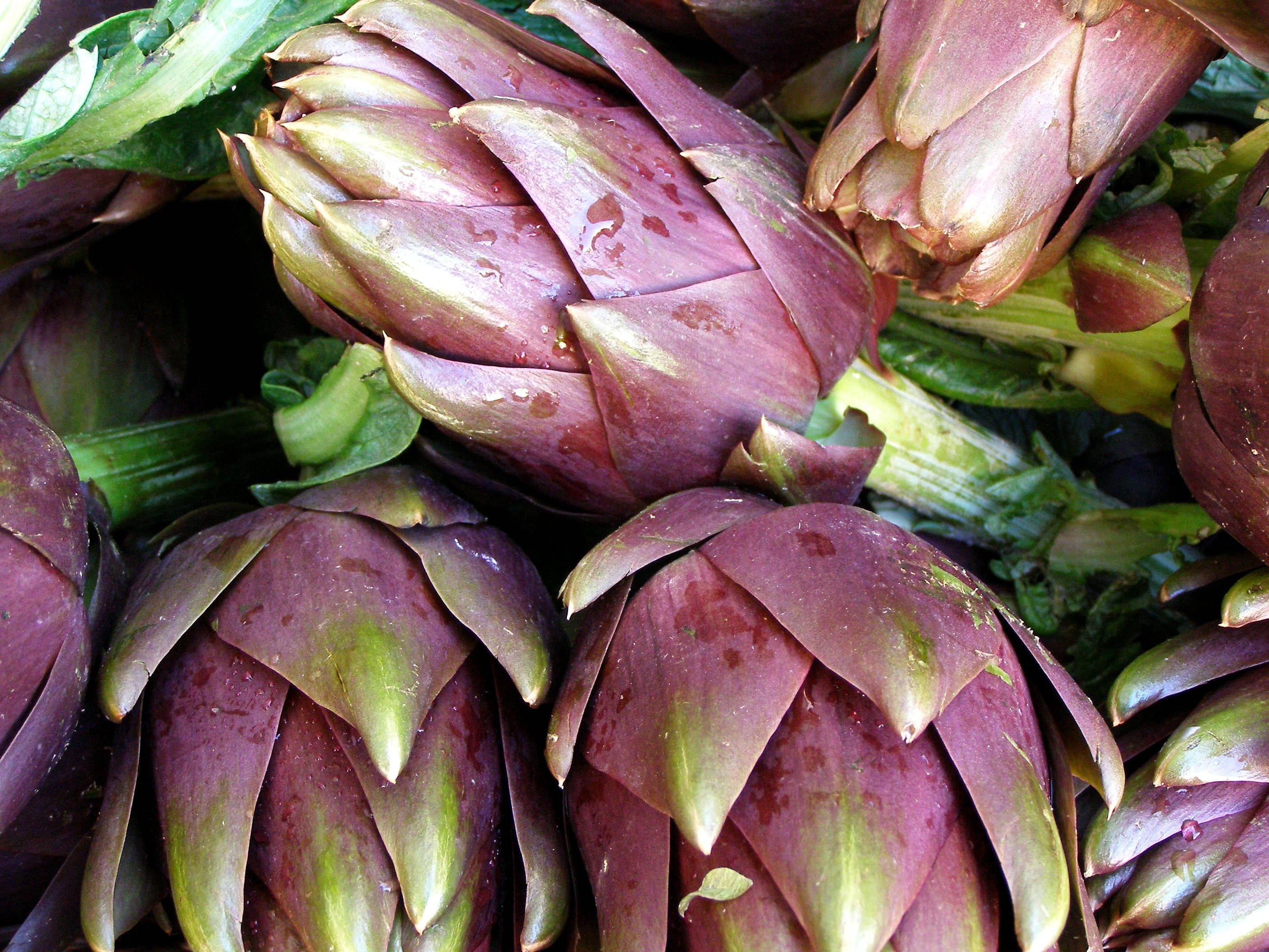 artichoke, purple, green, 2K Desktop Wallpaper
