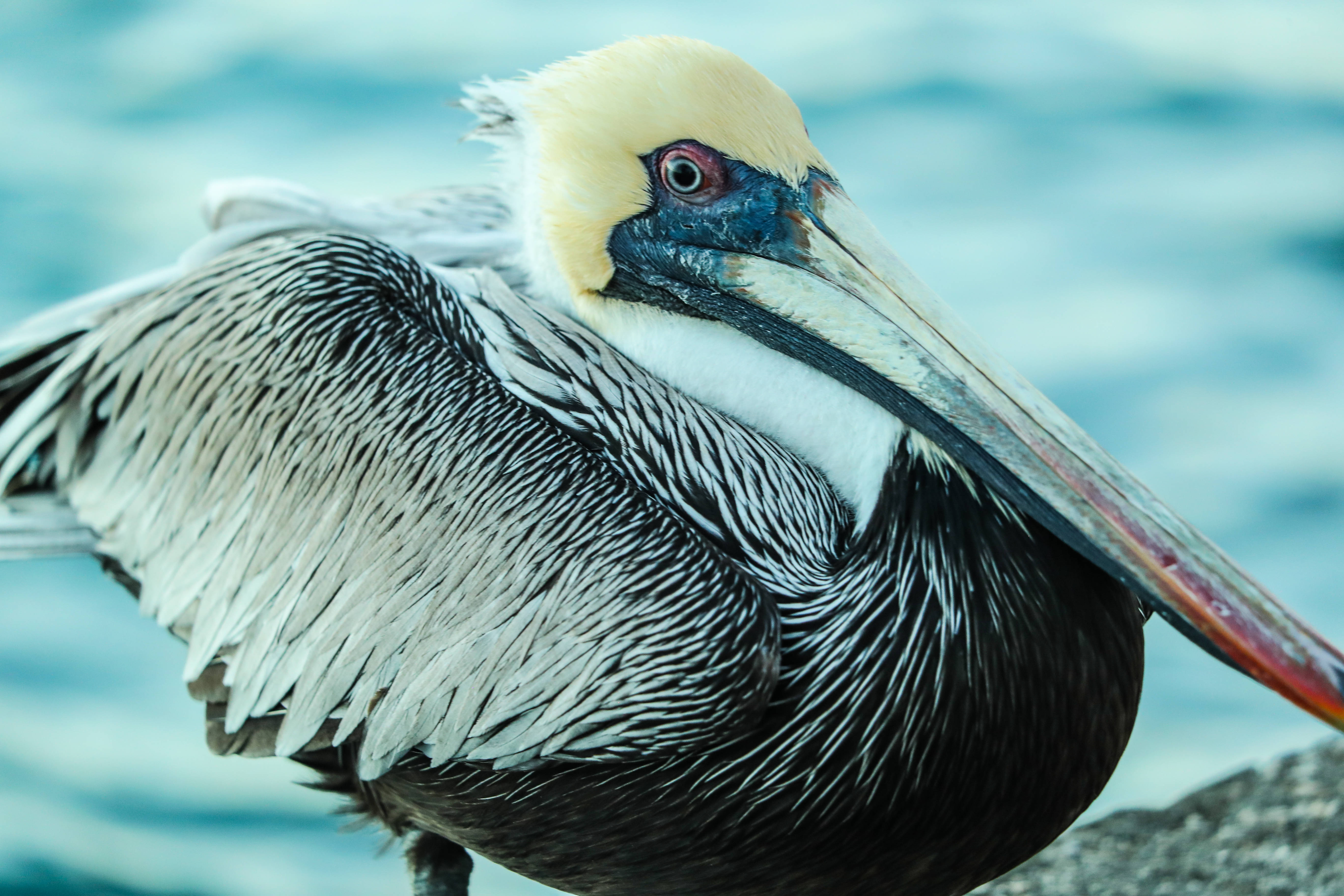 Aruba, white pelican, brown pelican, 5K Desktop Wallpaper