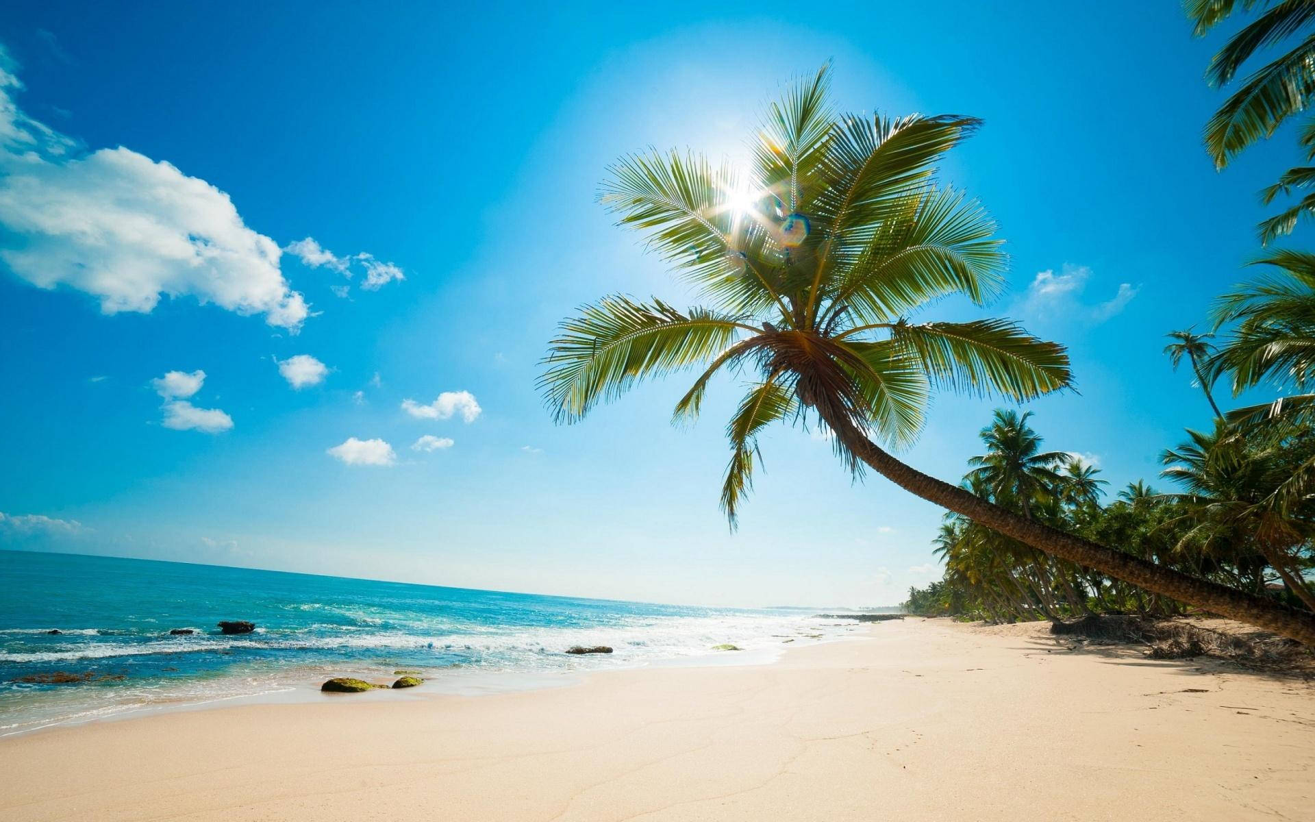 Aruba, tropical paradise beach, palm tree, Full HD Desktop Wallpaper