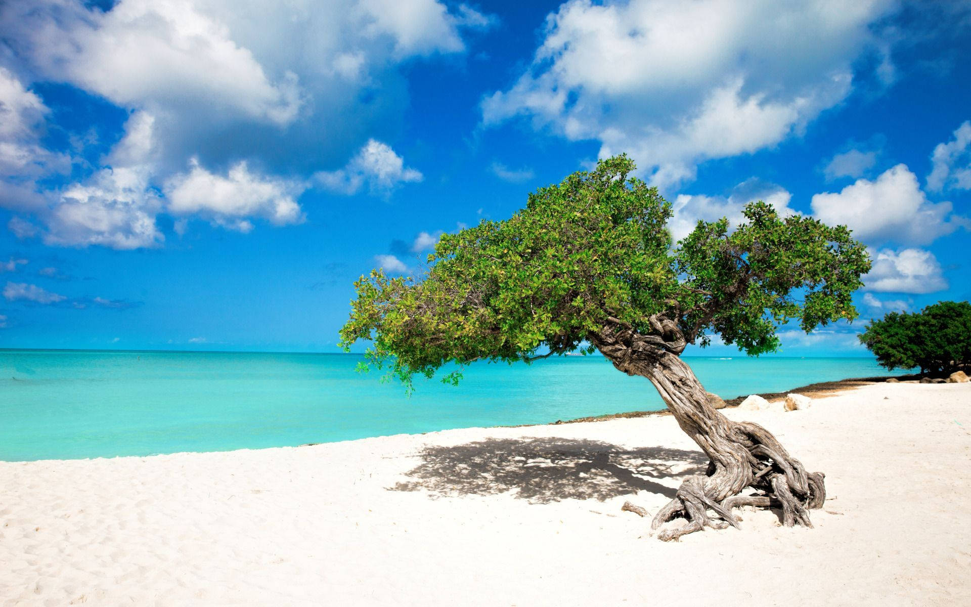 Aruba, crooked tree, white sandy beach, Full HD Desktop Wallpaper