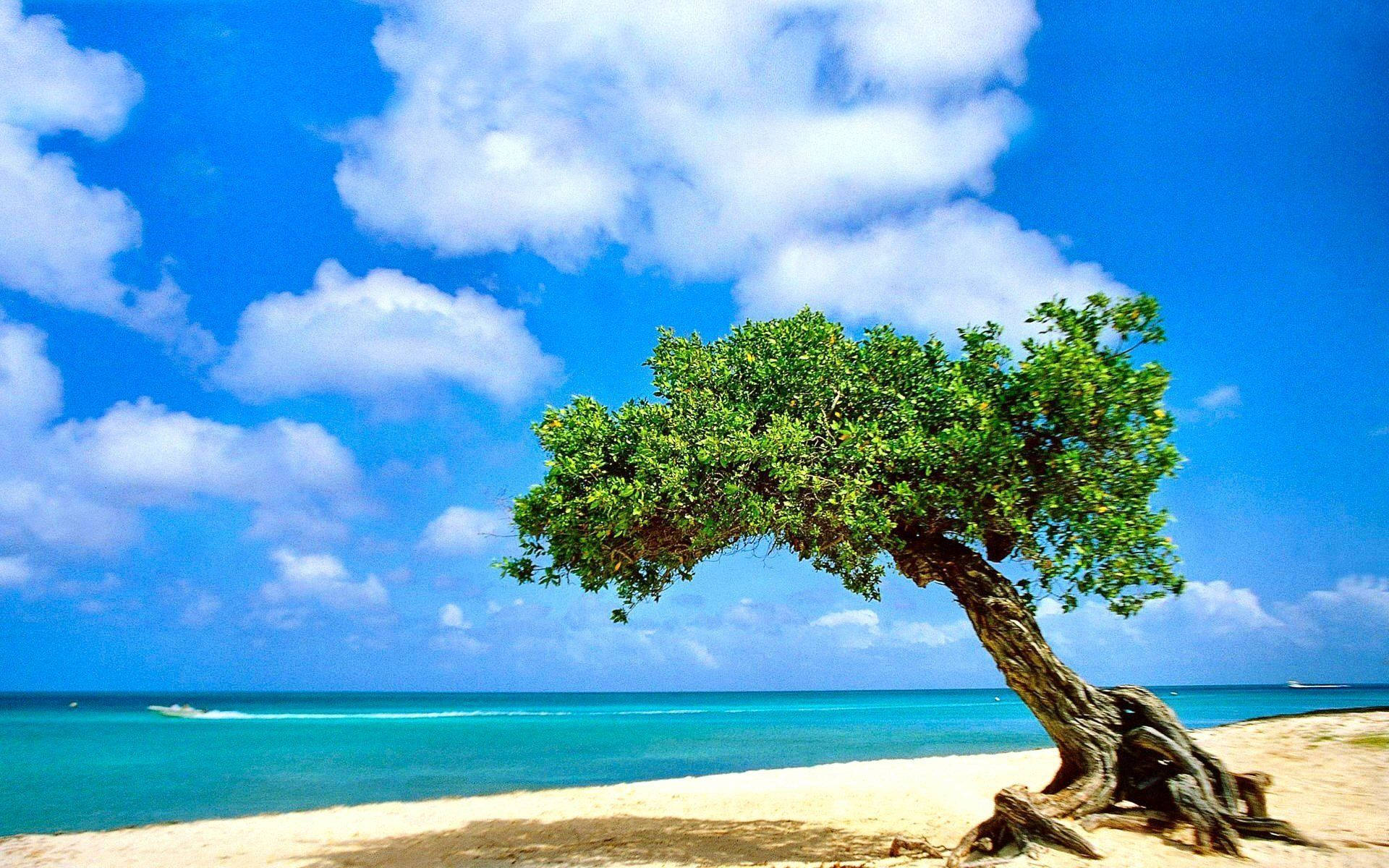 Aruba, contorted tree, golden beach, Full HD Desktop Wallpaper