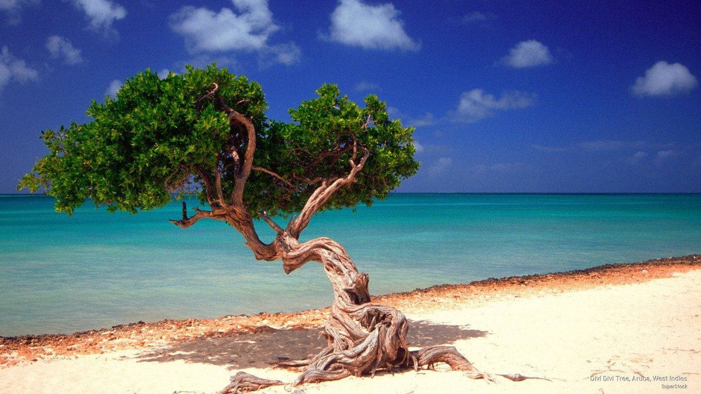 Aruba, twisted tree, white sandy beach, HD Desktop Wallpaper