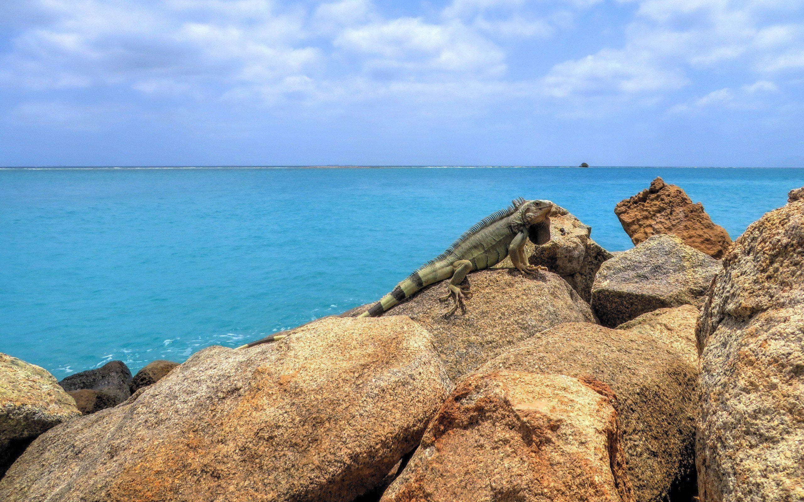 Aruba, green iguana, turquoise ocean, 2K Desktop Wallpaper