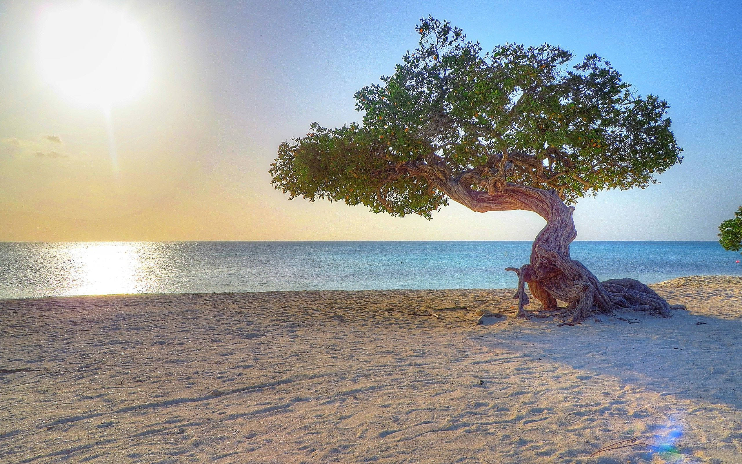 Aruba, beach tree, golden sand, 2K Desktop Wallpaper