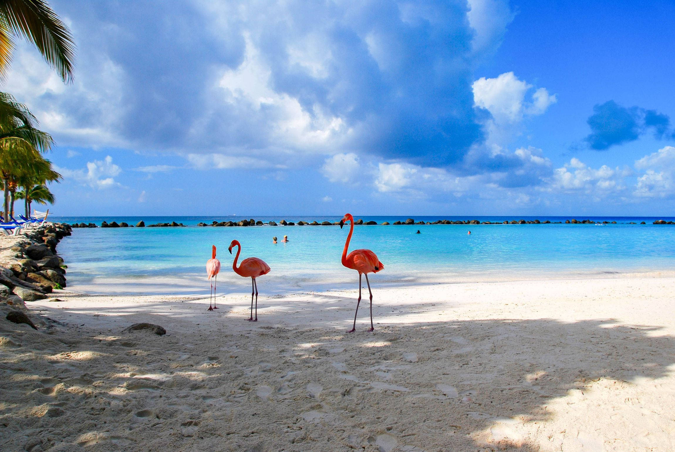 Aruba, pink flamingos, white sand beach, Full HD Desktop Wallpaper