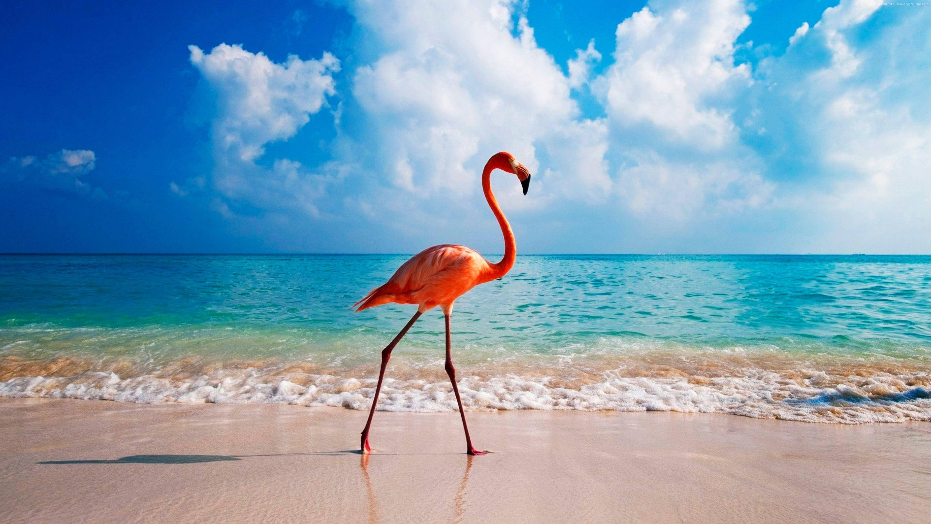 flamingo, Aruba beach, wet sand, 4K Desktop Wallpaper