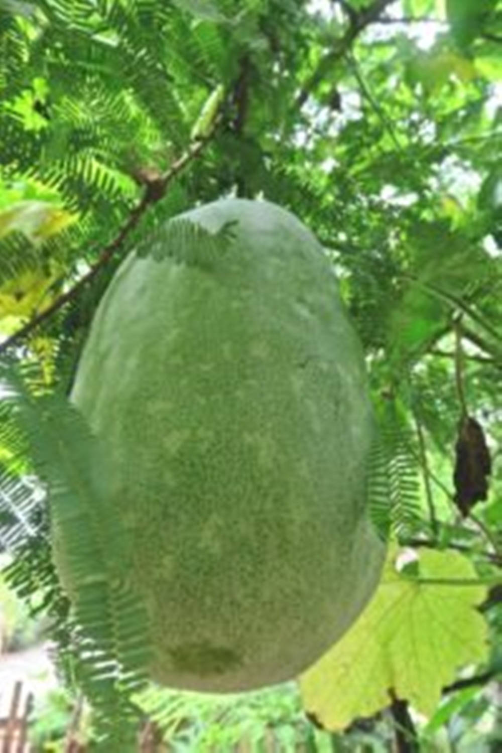 Ash Gourd, huge green vegetable, leafy tree branch, HD Phone Wallpaper