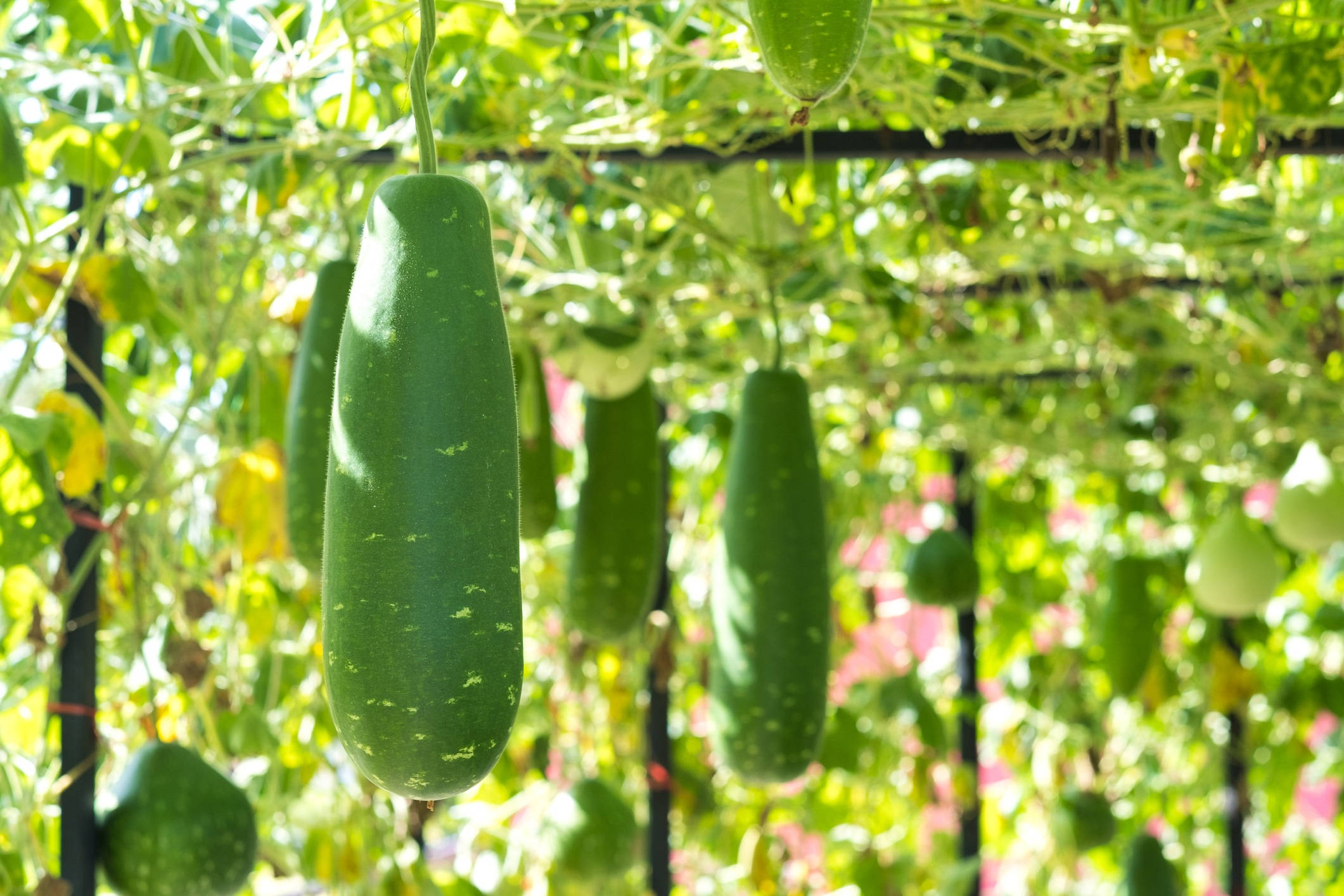 Ash Gourd, vegetable garden, vines, Full HD Desktop Wallpaper