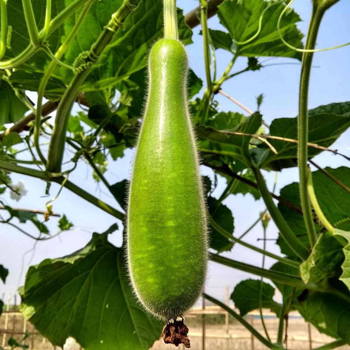 Ash Gourd, vine, lush leaves, SD Desktop Wallpaper