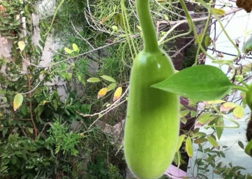 Ash Gourd, young vegetable, vine, SD Desktop Wallpaper