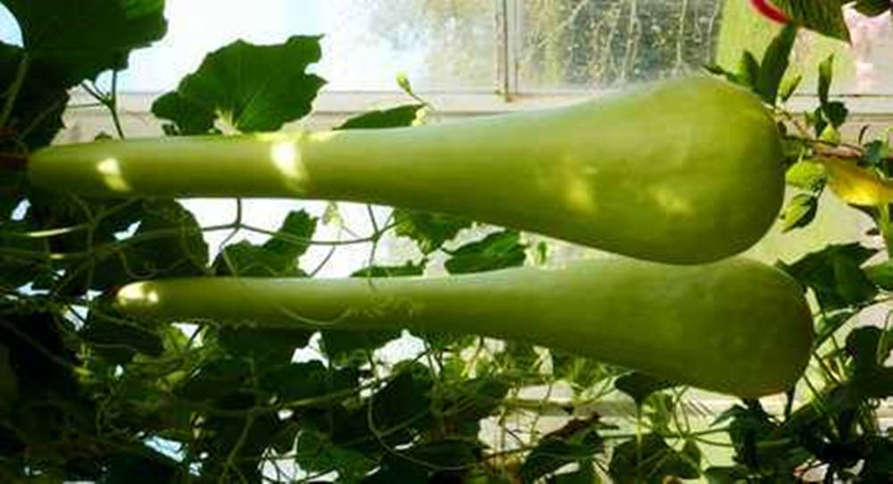 Ash Gourd, giant bottle gourd variety, sunlit greenhouse, SD Desktop Wallpaper