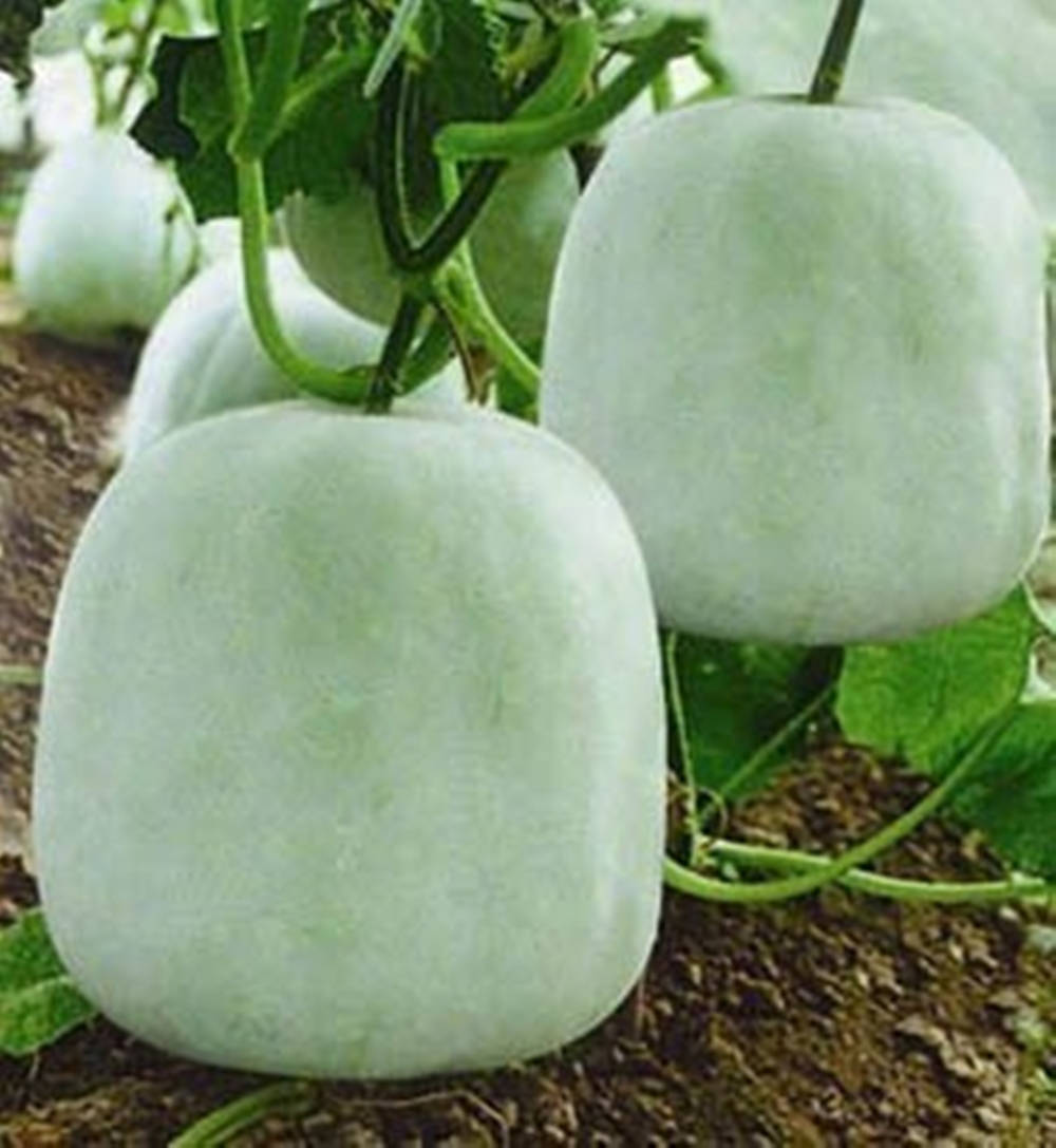 Ash Gourd, heirloom vegetable variety, pale green winter melons, SD Phone Wallpaper