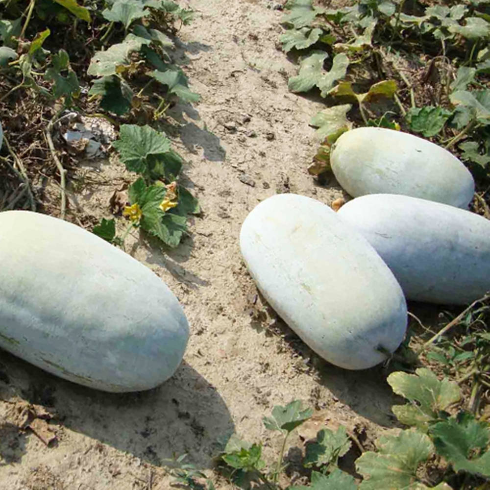 Ash Gourd, pale green, dry soil, SD Desktop Wallpaper
