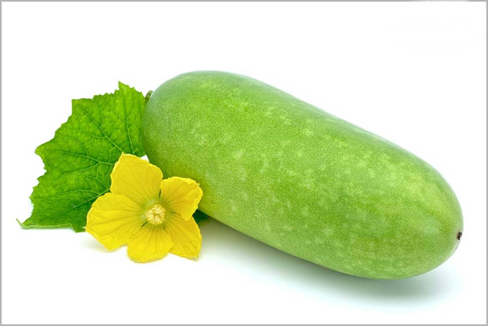 Ash Gourd, yellow flower, lush green leaf, SD Desktop Wallpaper