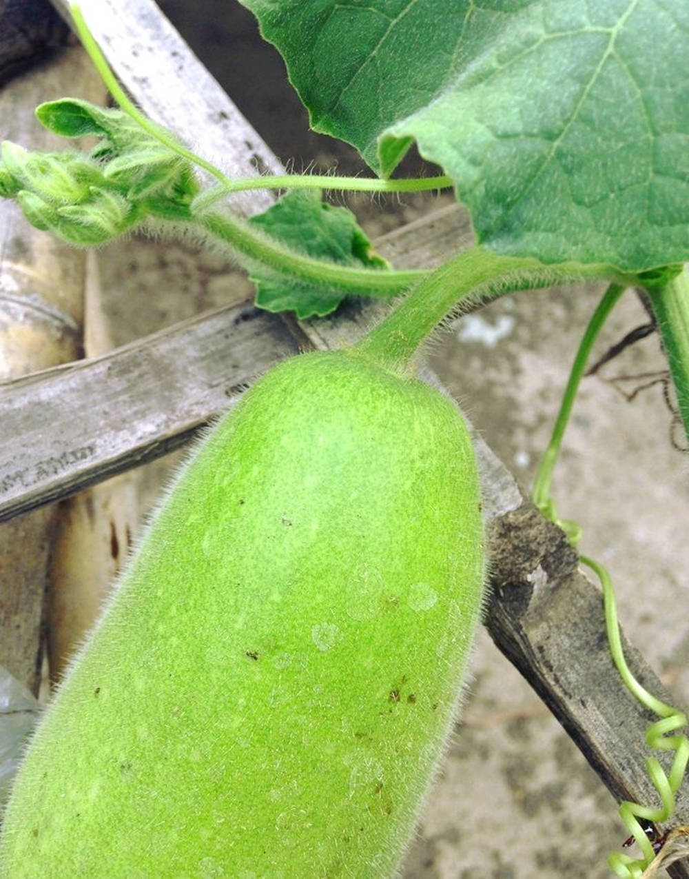 ash gourd, microscopic white hairs, fuzzy green winter melon, SD Phone Wallpaper