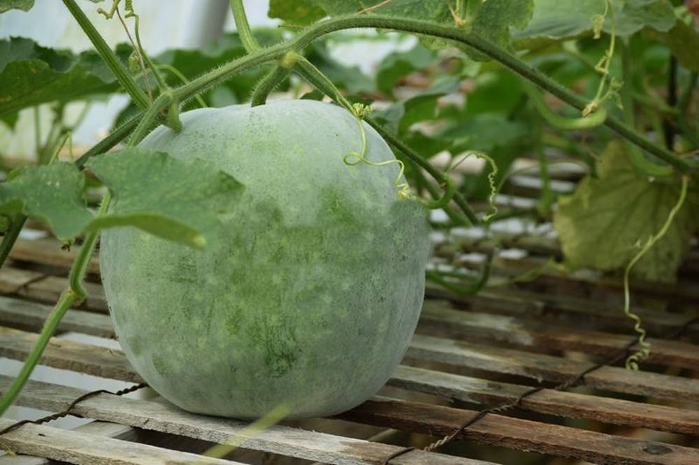 Ash Gourd, vining vegetable plant, pale green watermelon, SD Desktop Wallpaper