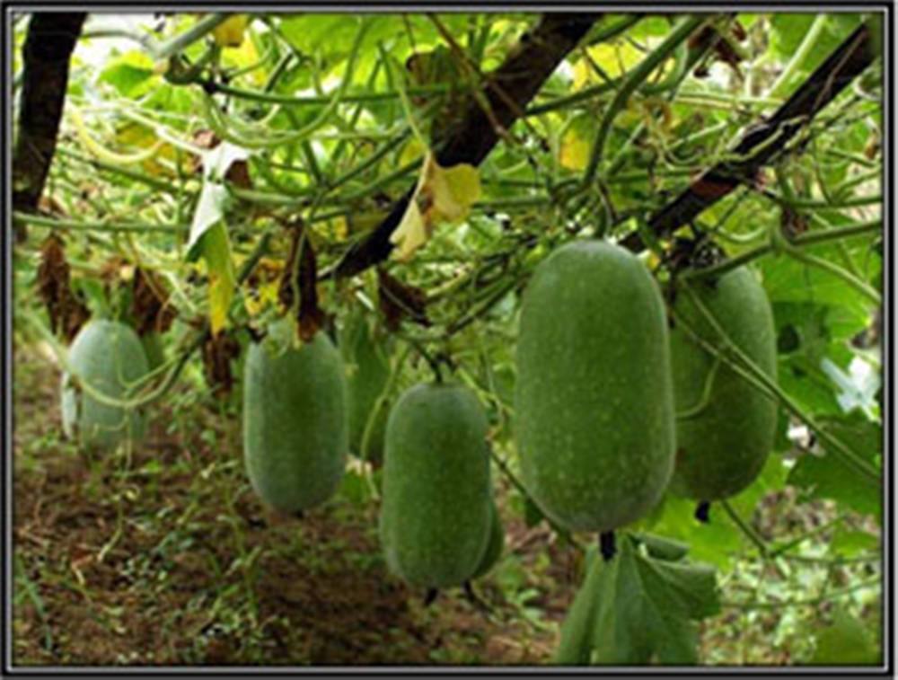 ash gourd, vegetables hanging on vines, tangled vines, SD Desktop Wallpaper