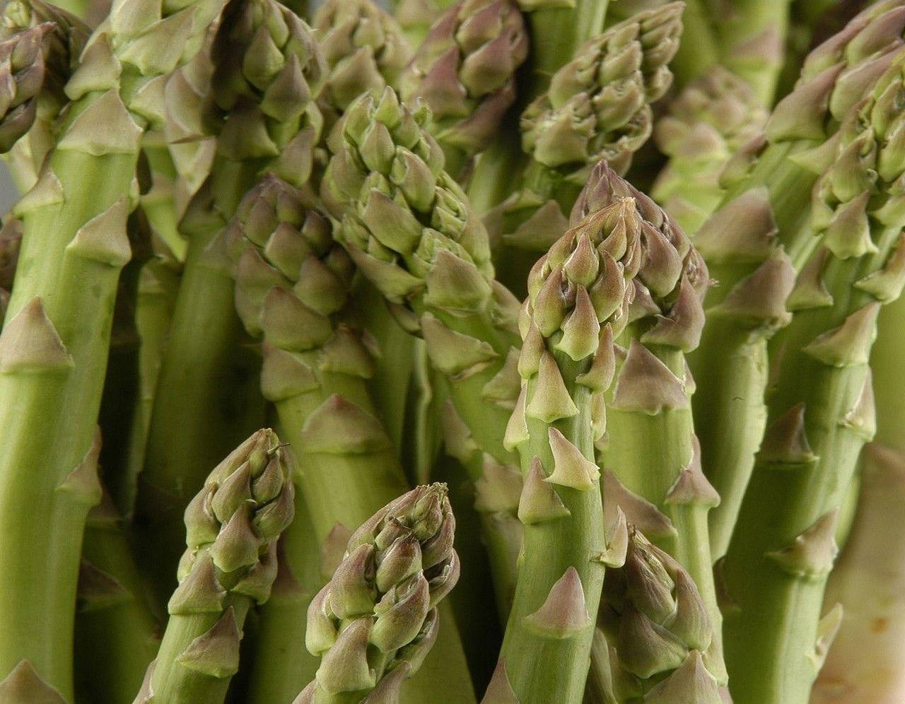 asparagus, triangular leaves, fresh green, HD Desktop Wallpaper