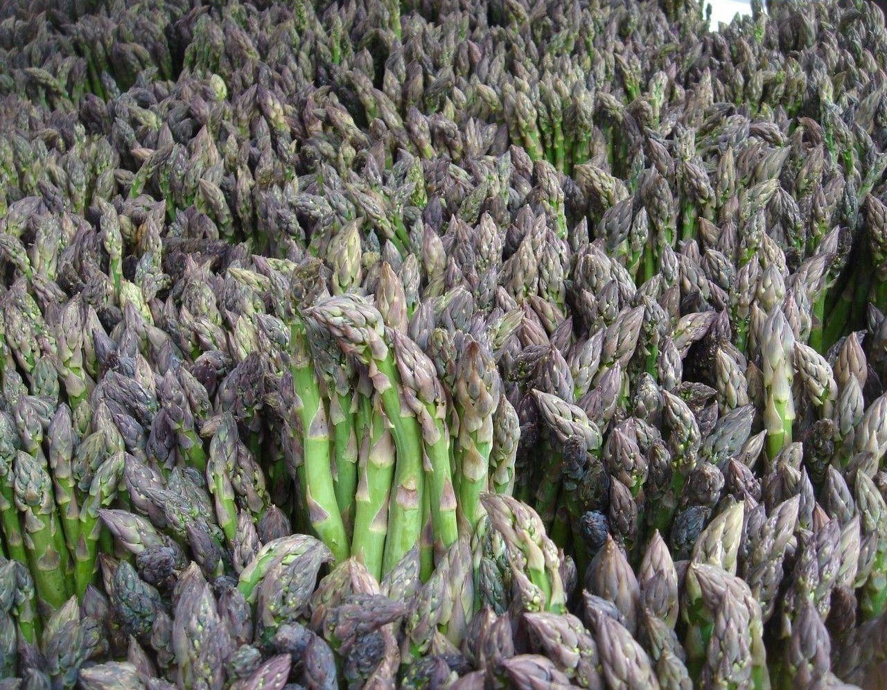 asparagus, green stems, purple-tipped buds, HD Desktop Wallpaper