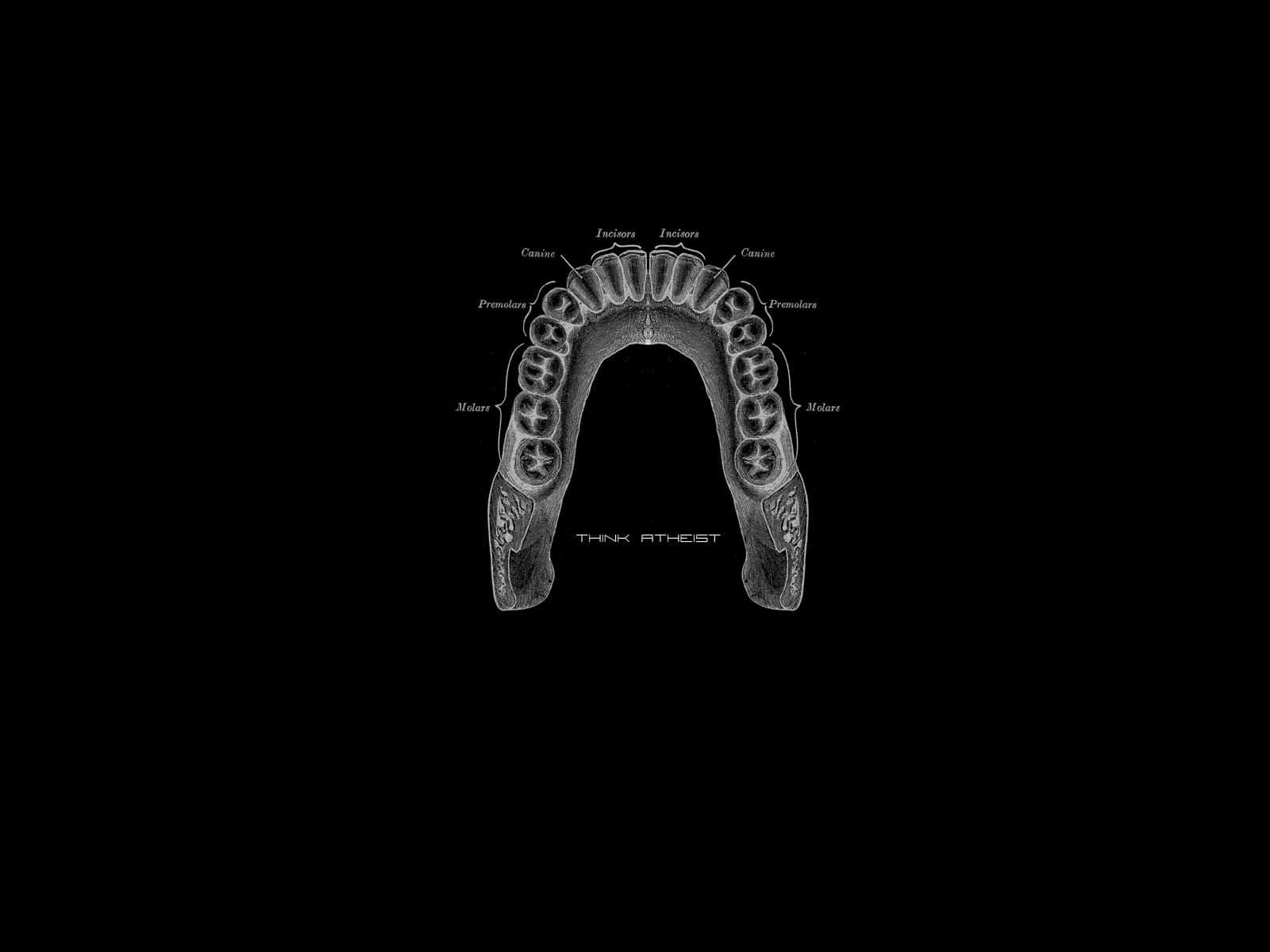 grayscale, anatomical diagram, human teeth, HD Desktop Wallpaper