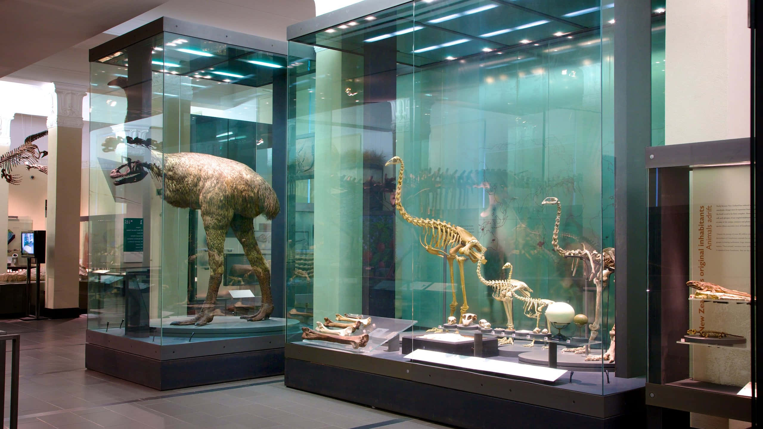 Auckland Museum, dinosaur skeletons, full-sized emu-like bird model, 2K Desktop Wallpaper