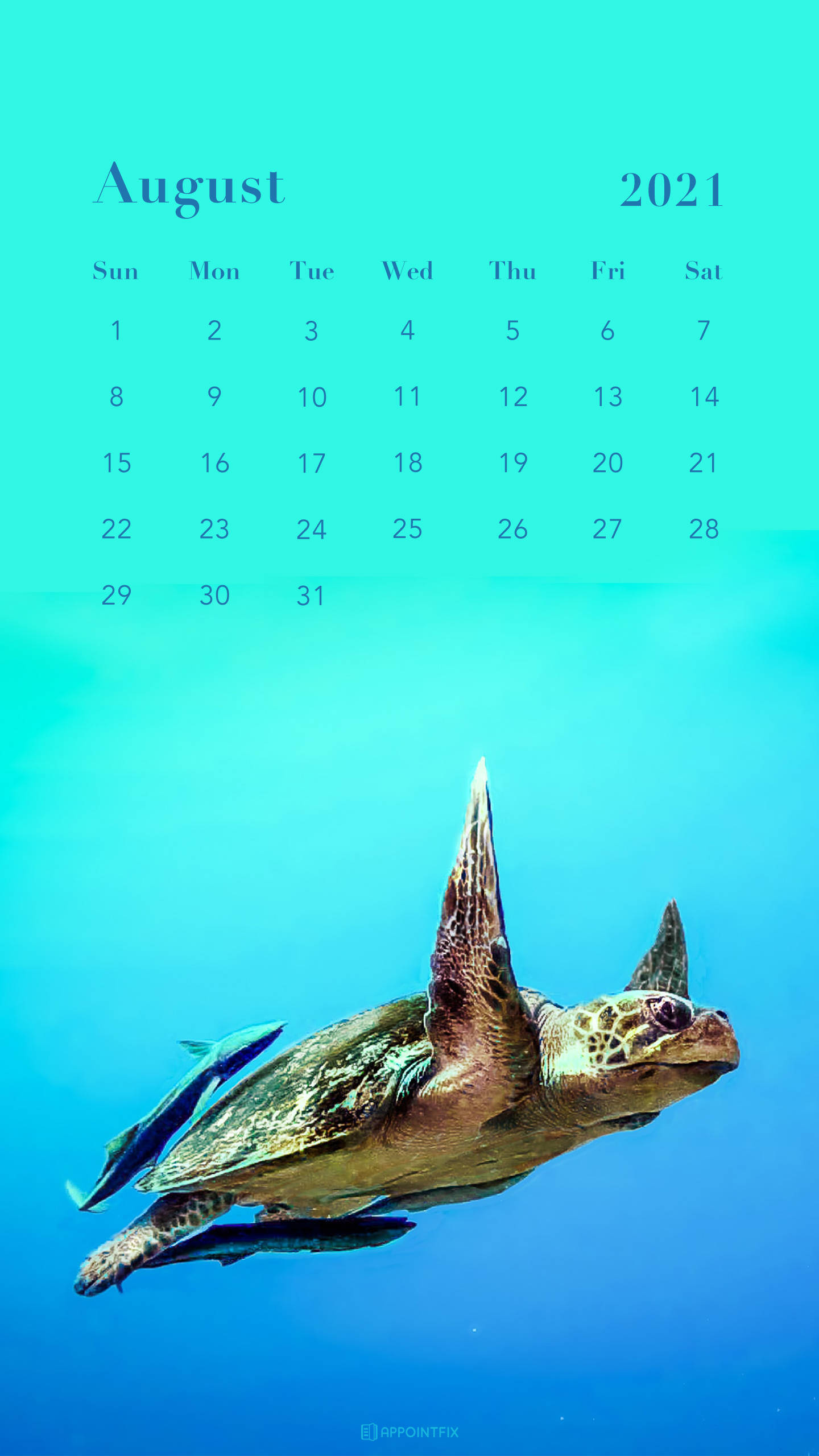 sea turtle, turquoise ocean waters, August 2021 calendar, 2K Phone Wallpaper