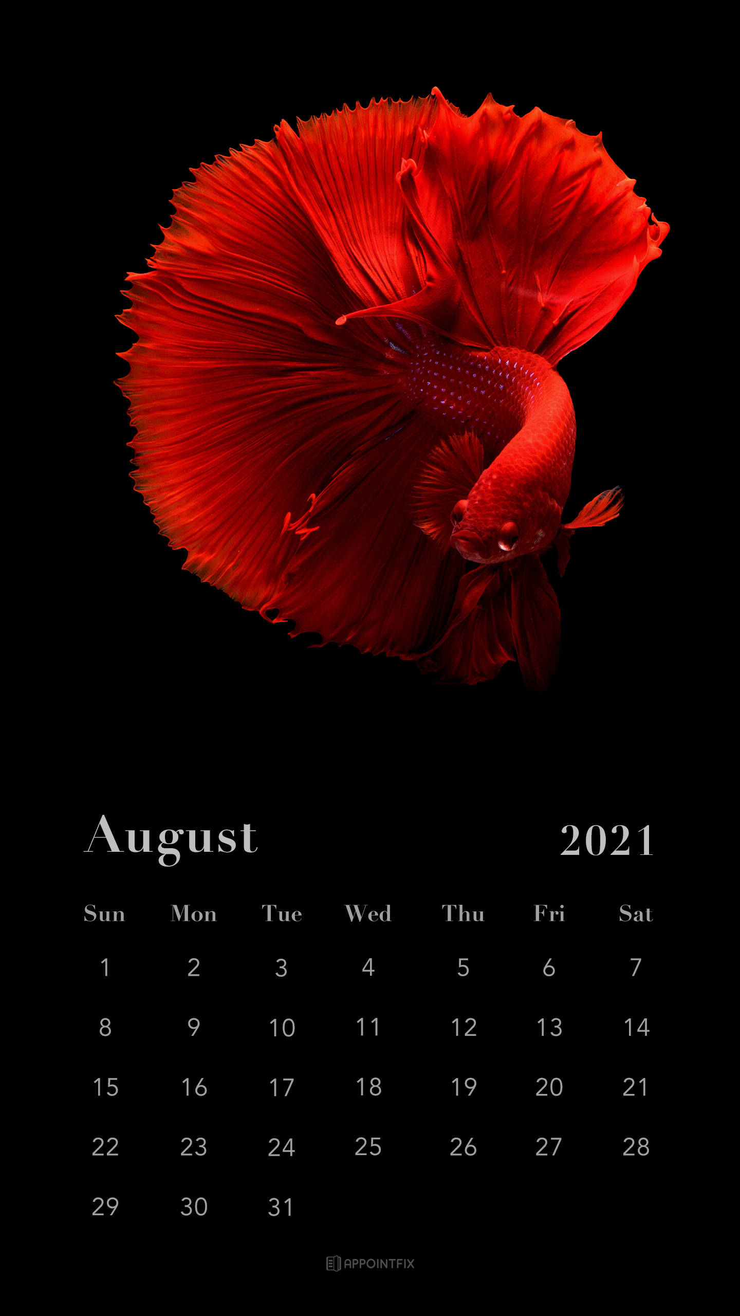 red betta fish, flowing fins, stark black background, 2K Phone Wallpaper